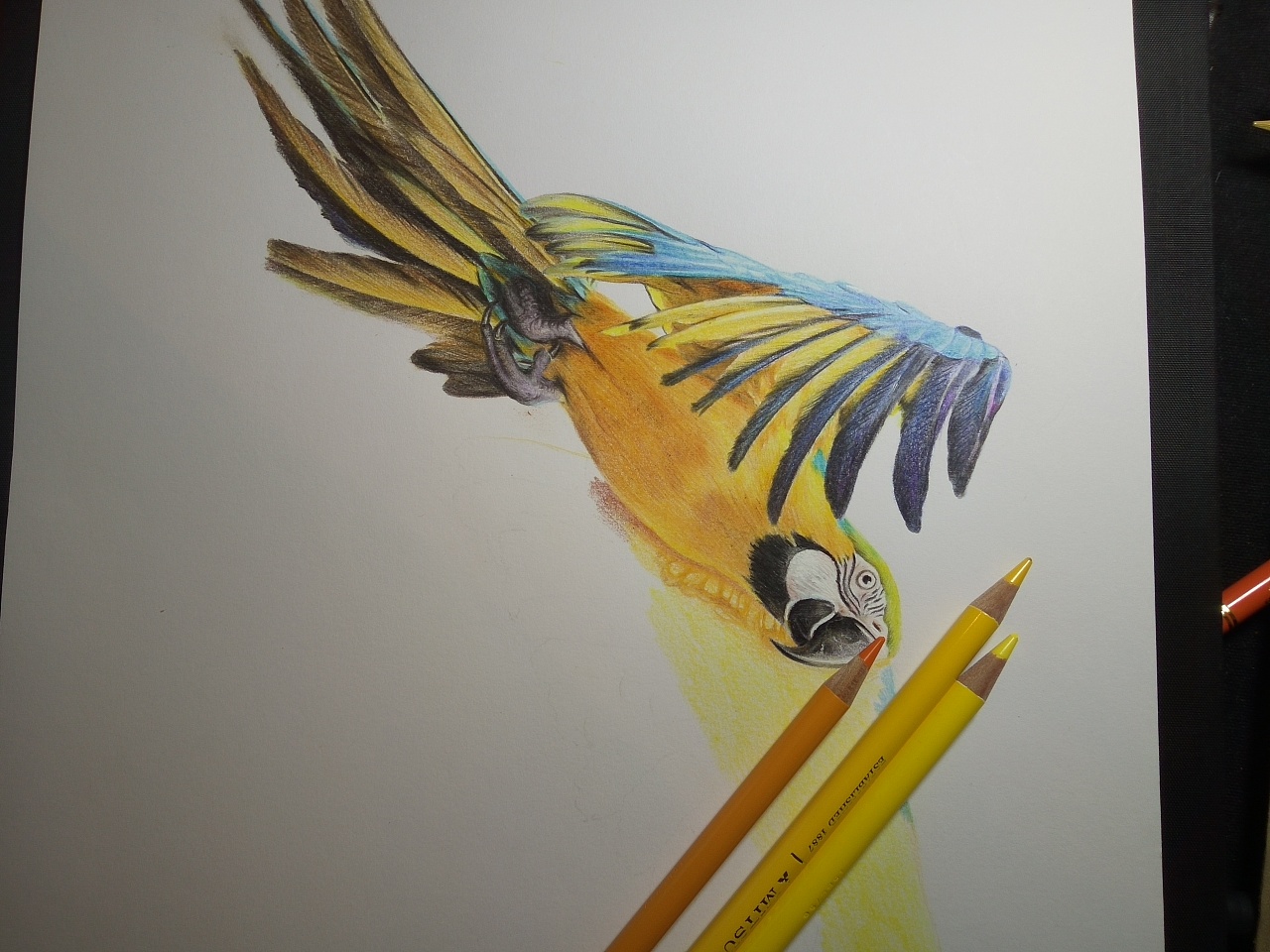 彩铅画鹦鹉|插画|插画习作|双小颖 - 原创作品 - 站酷 (ZCOOL)