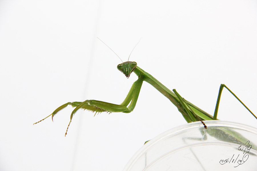 《 螳螂 》|其他摄影|摄影|王珮光 - 原创设计作品