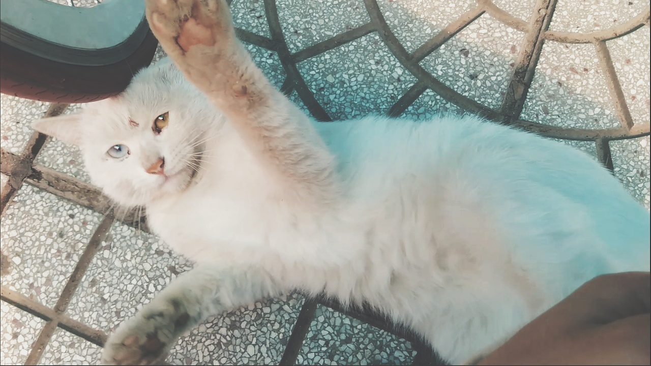 一只酷酷的异色瞳小白猫|摄影|动物|孤鸿若影乱白雨 - 原创作品 - 站酷 (ZCOOL)