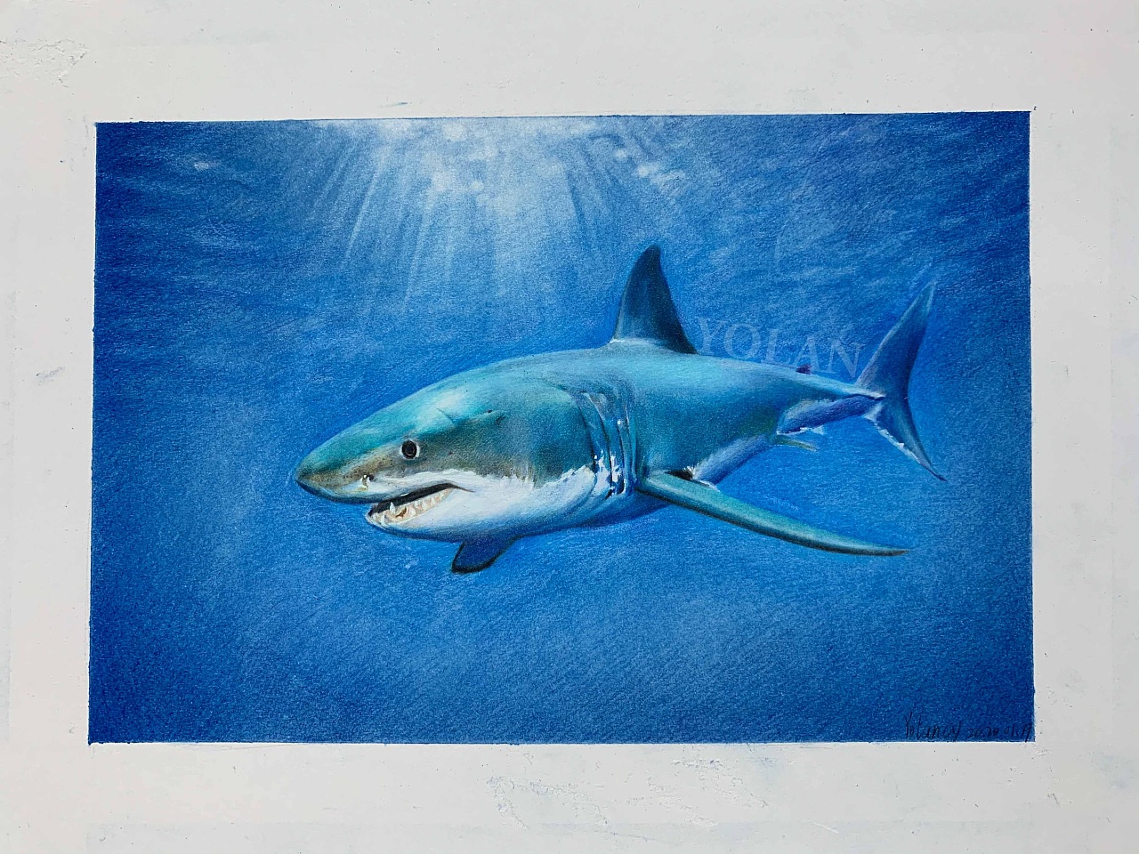 彩铅练习「鲨鱼00」|纯艺术|绘画|yolan20 - 原创