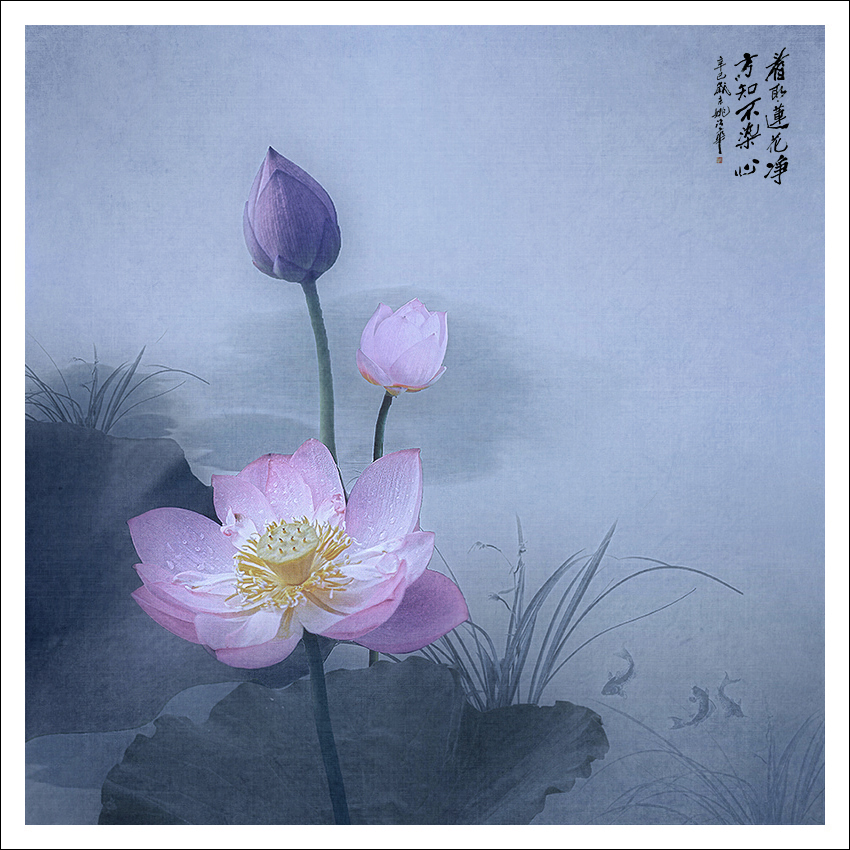 禅意荷花图片