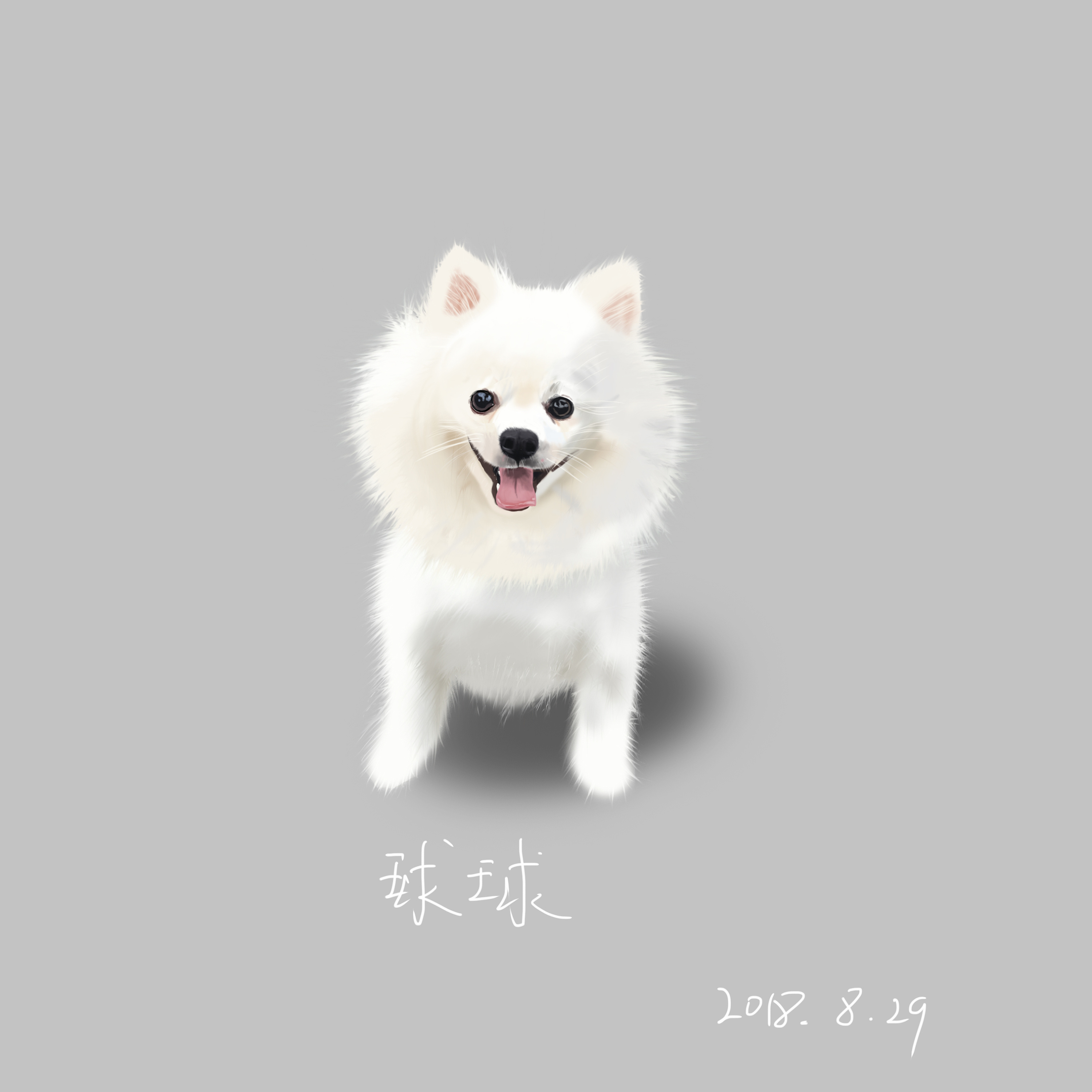 手绘白博美犬-球球宠物狗 博美犬白色|插画|插画习作