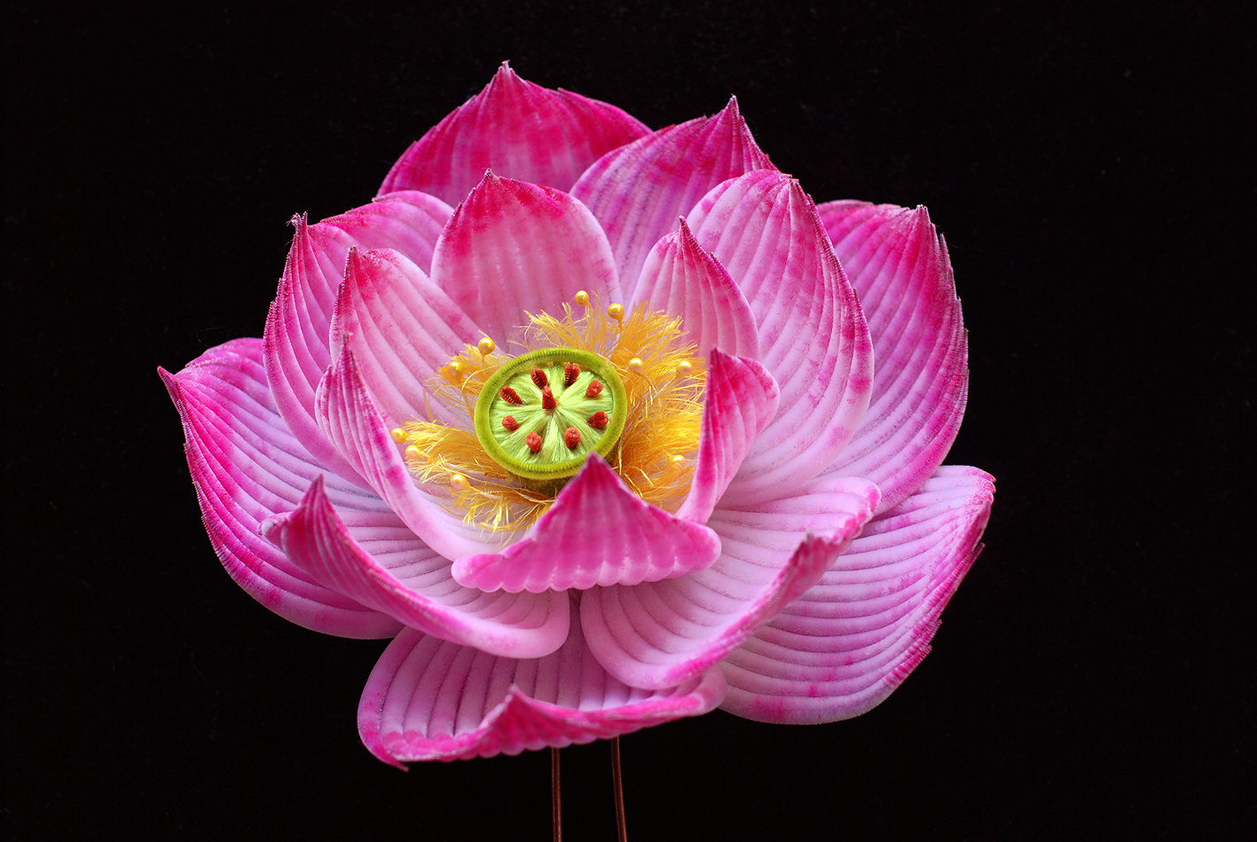 绒花小提琴钢琴谱子