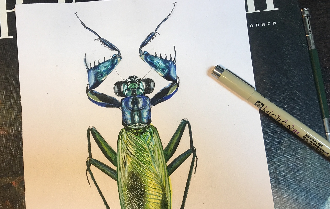 昆虫系列-螳螂|纯艺术|绘画|雪柜同学 - 原创作品