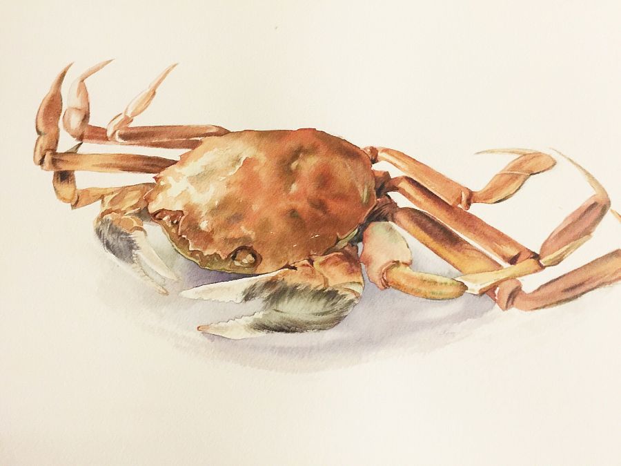 水彩食物|水彩|纯艺术|影可洛夫斯基 - 原创设计作品 - 站酷 (ZCOOL)