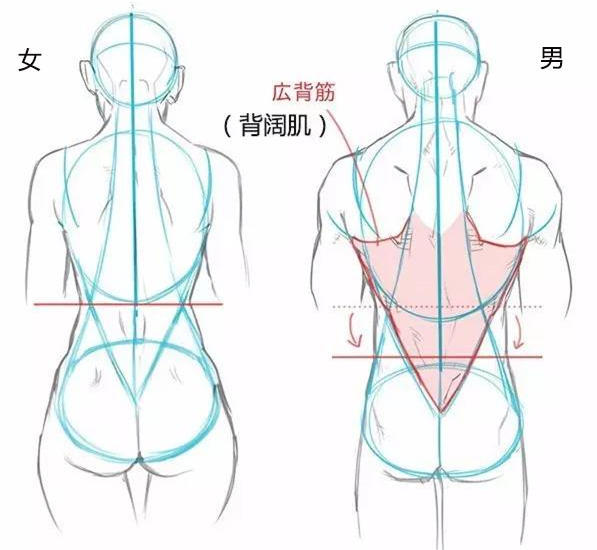 臀部女性臀部的骨盆比男性的要大,导致女性的屁股比男性的要大.