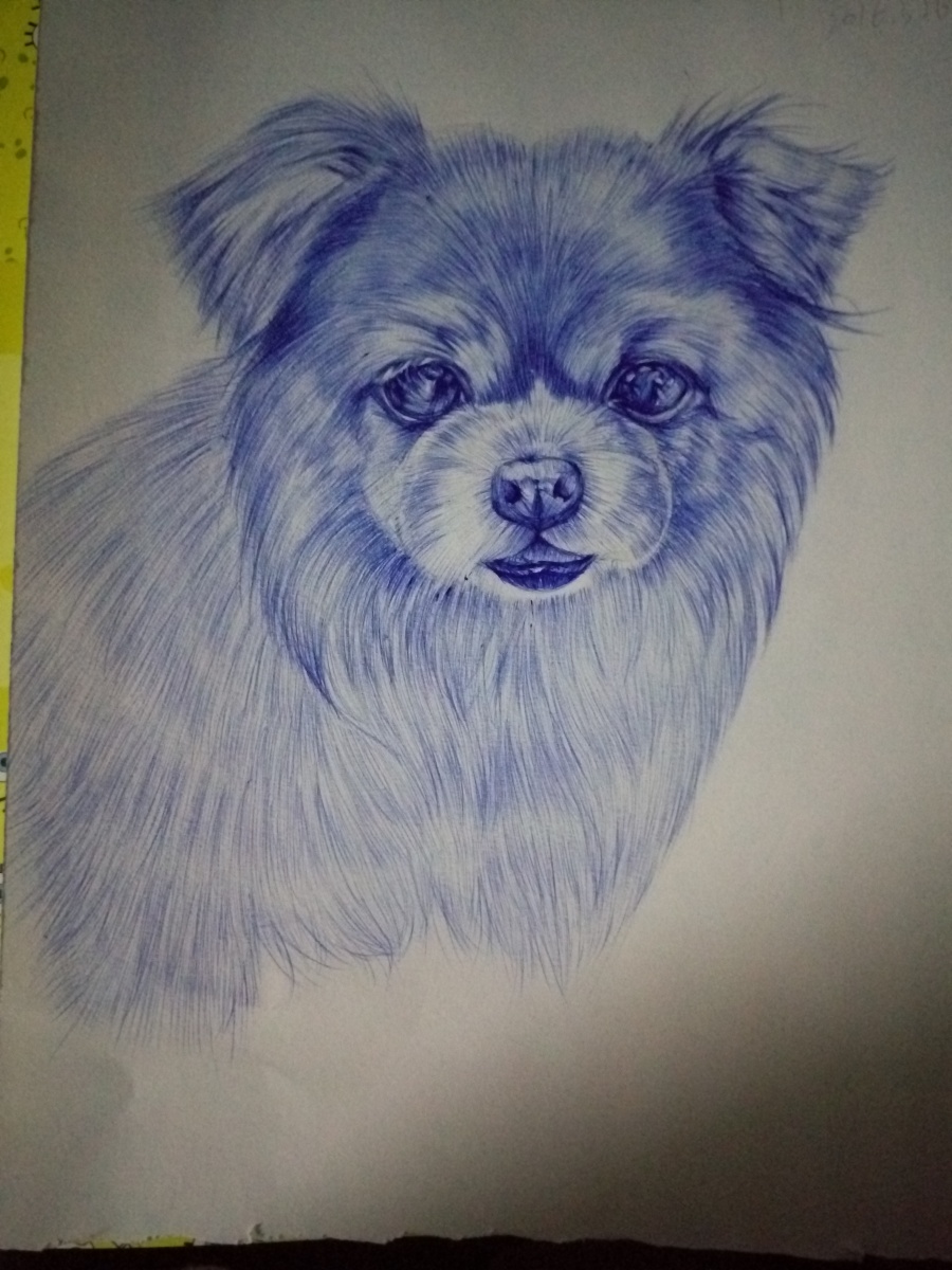 圆珠笔狗狗贝贝|素描|纯艺术|偹偹 - 原创设计作