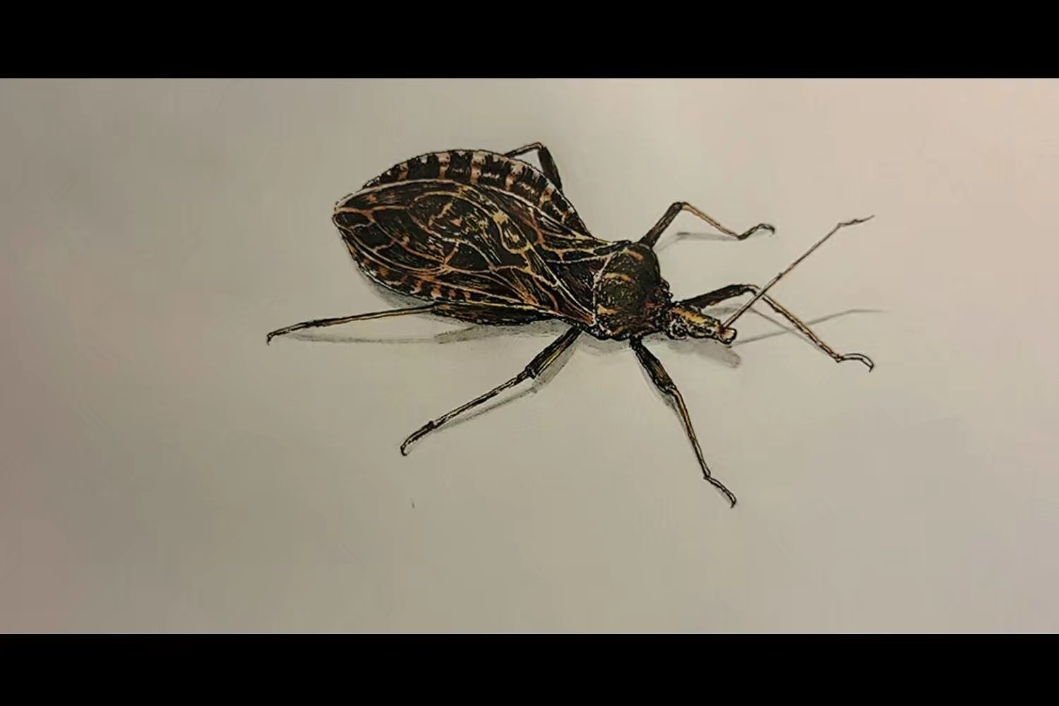原创-昆虫-锥蝽|纯艺术|钢笔画|Z12469771 - 原创作品 - 站酷 (ZCOOL)