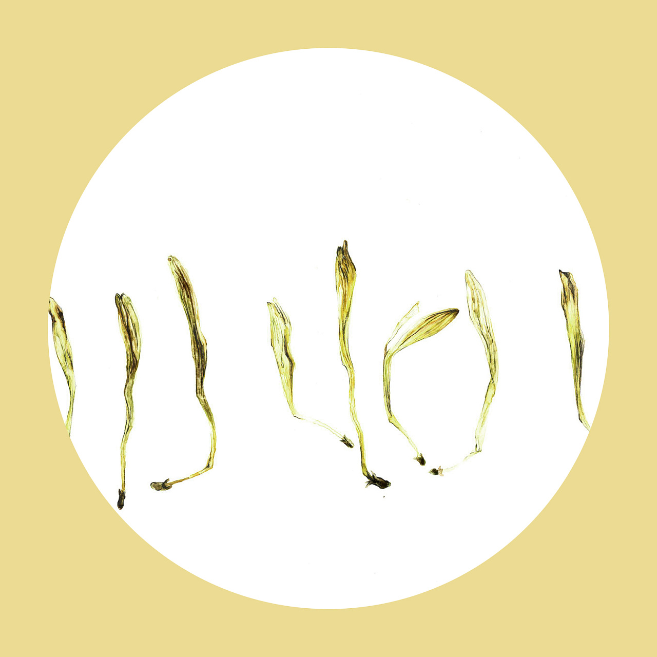 植物生长——金银花|插画|插画习作|77糖小逗 - 原创