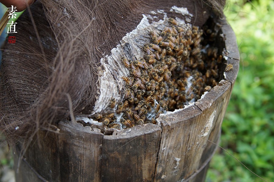 素直土蜂蜜 真假土蜂蜜辨别|纪实\/新闻|摄影|素