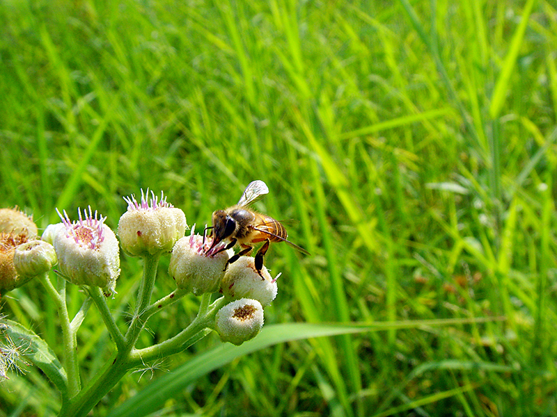 查看《面包花》原图,原图尺寸:800x600