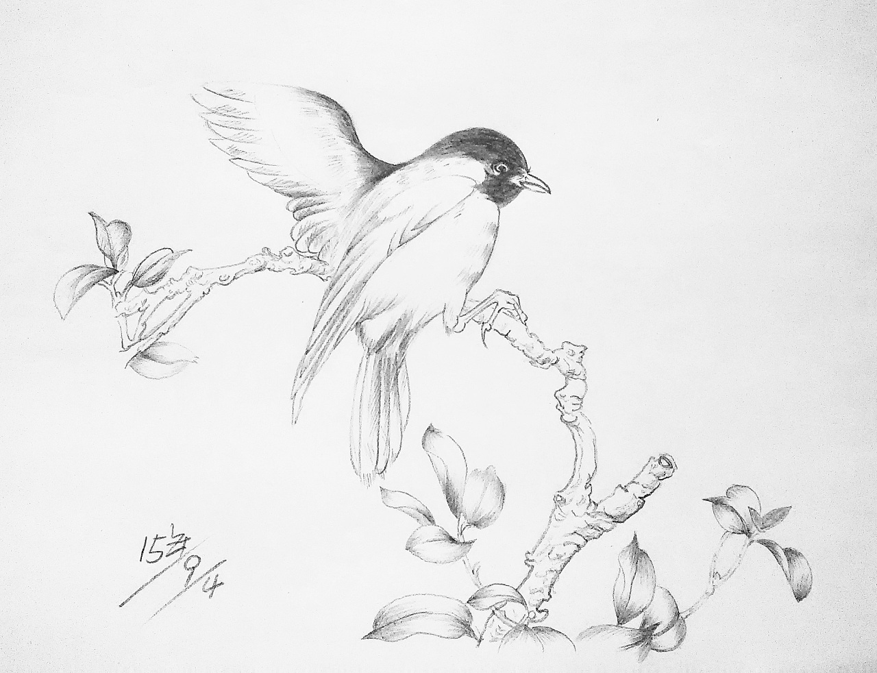 铅笔画 花鸟        
