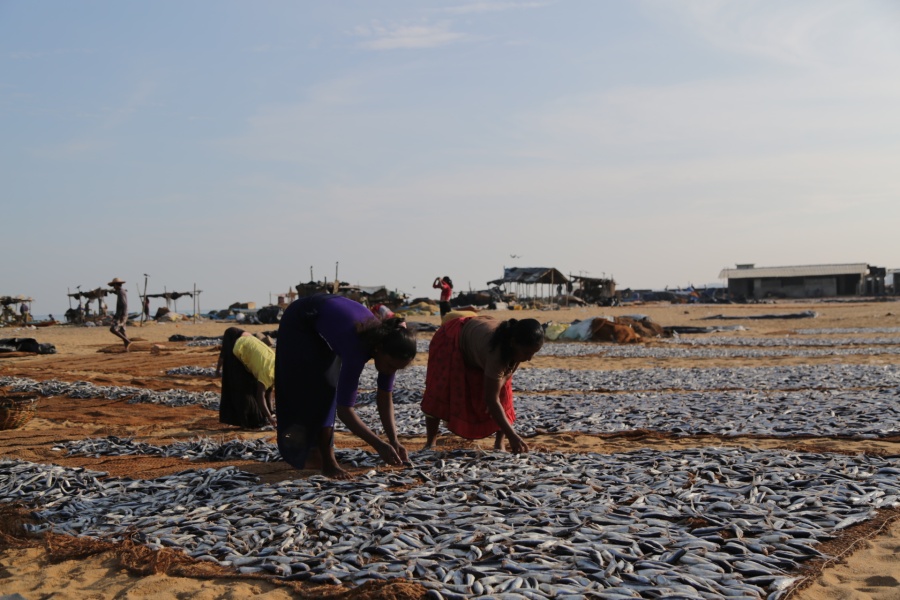 斯里兰卡尼甘布鱼市场|游记|摄影|艺天视界 - 原