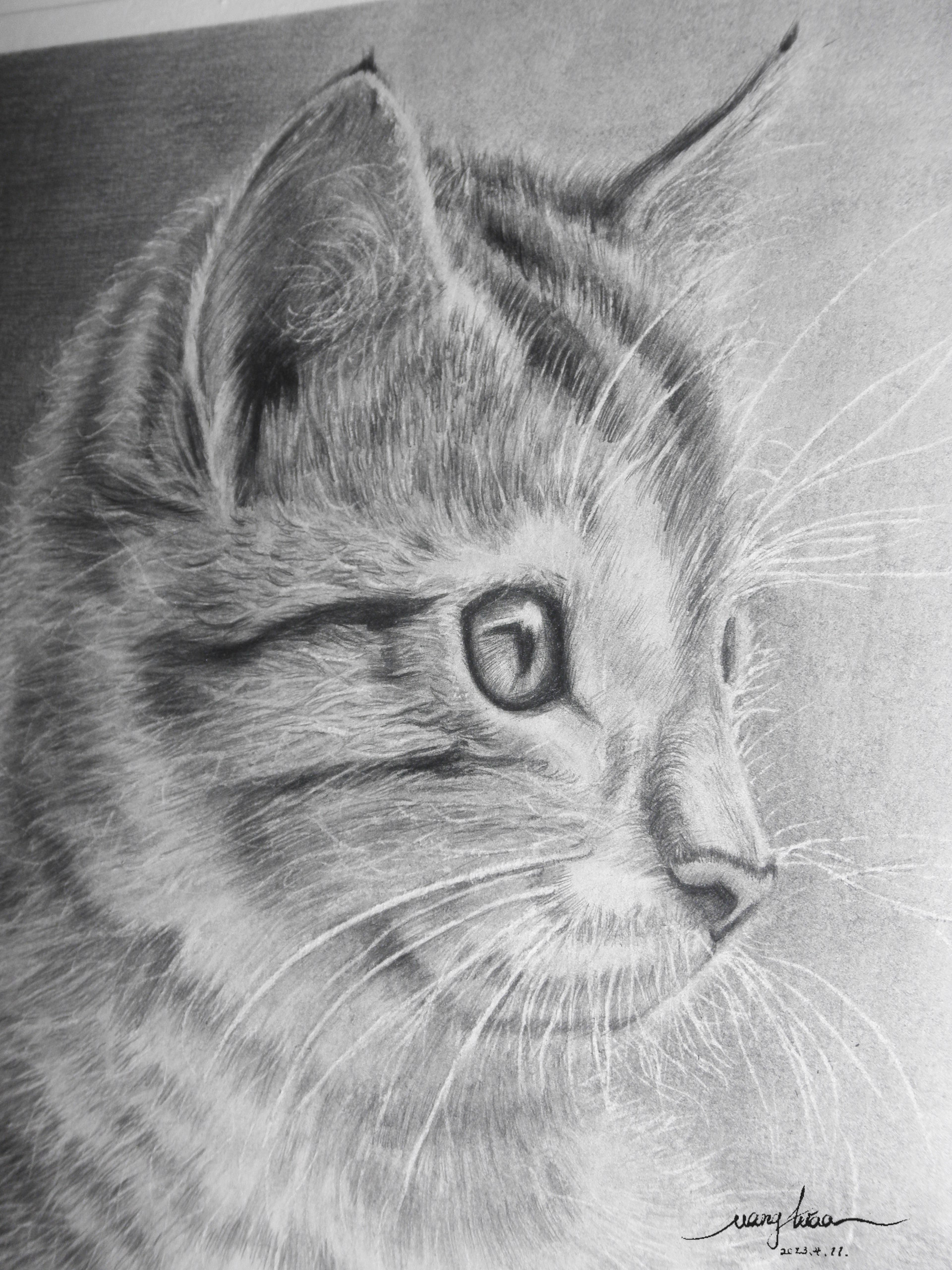 铅笔画《猫咪》