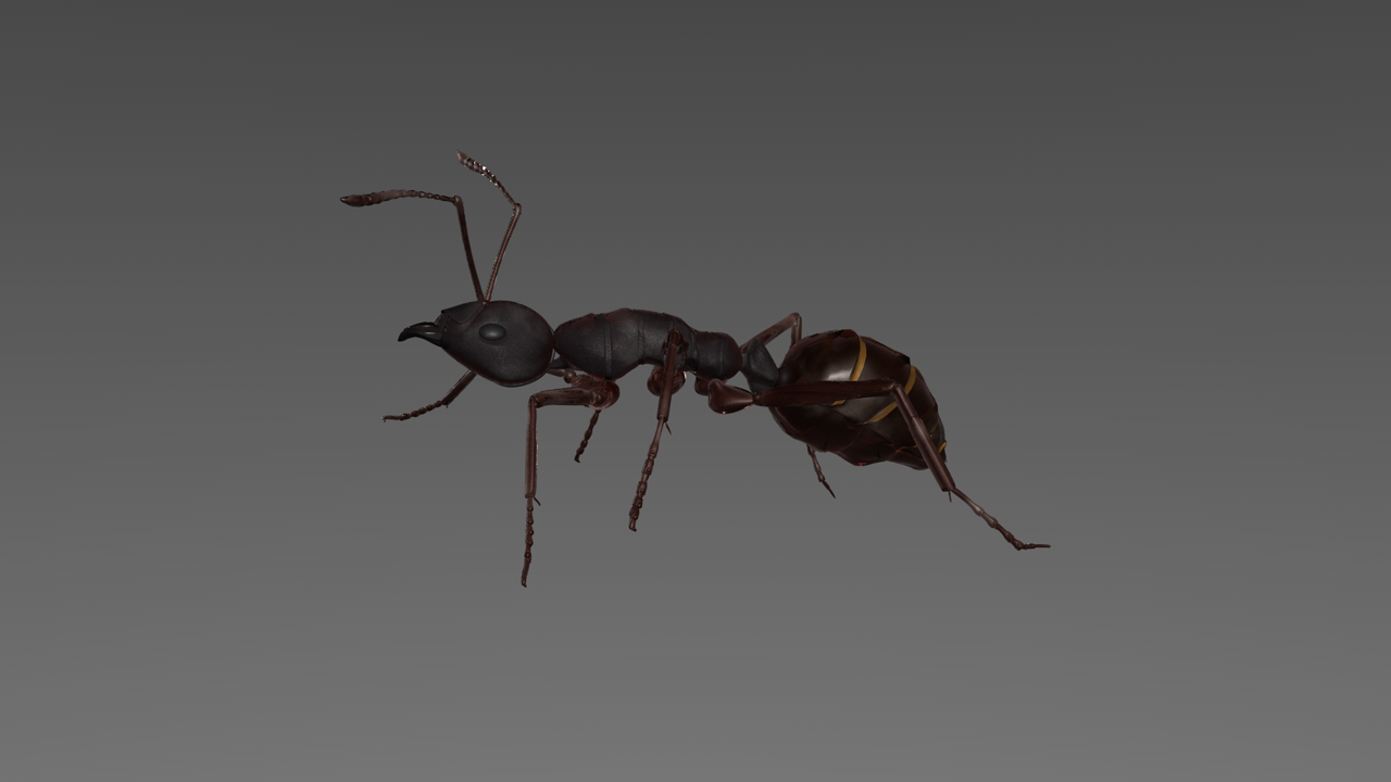 c4d 蚂蚁动画