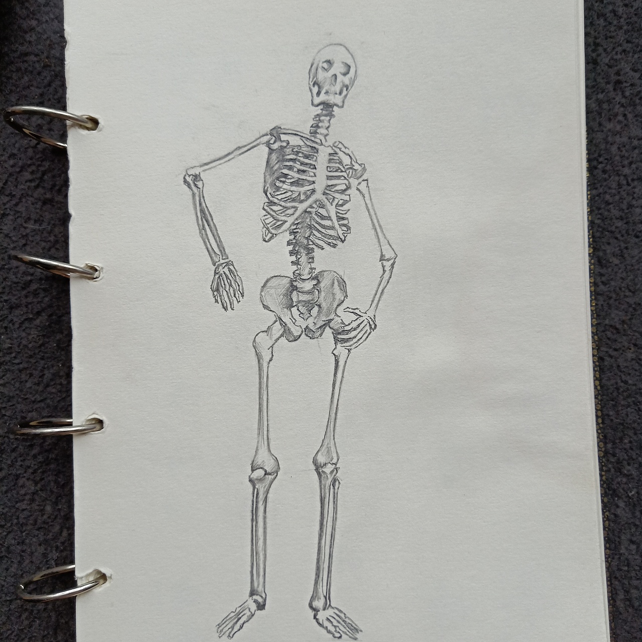 人体骨骼            