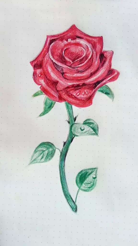 1朵玫瑰代表--我的心中只有你!|图形\/图案|平面