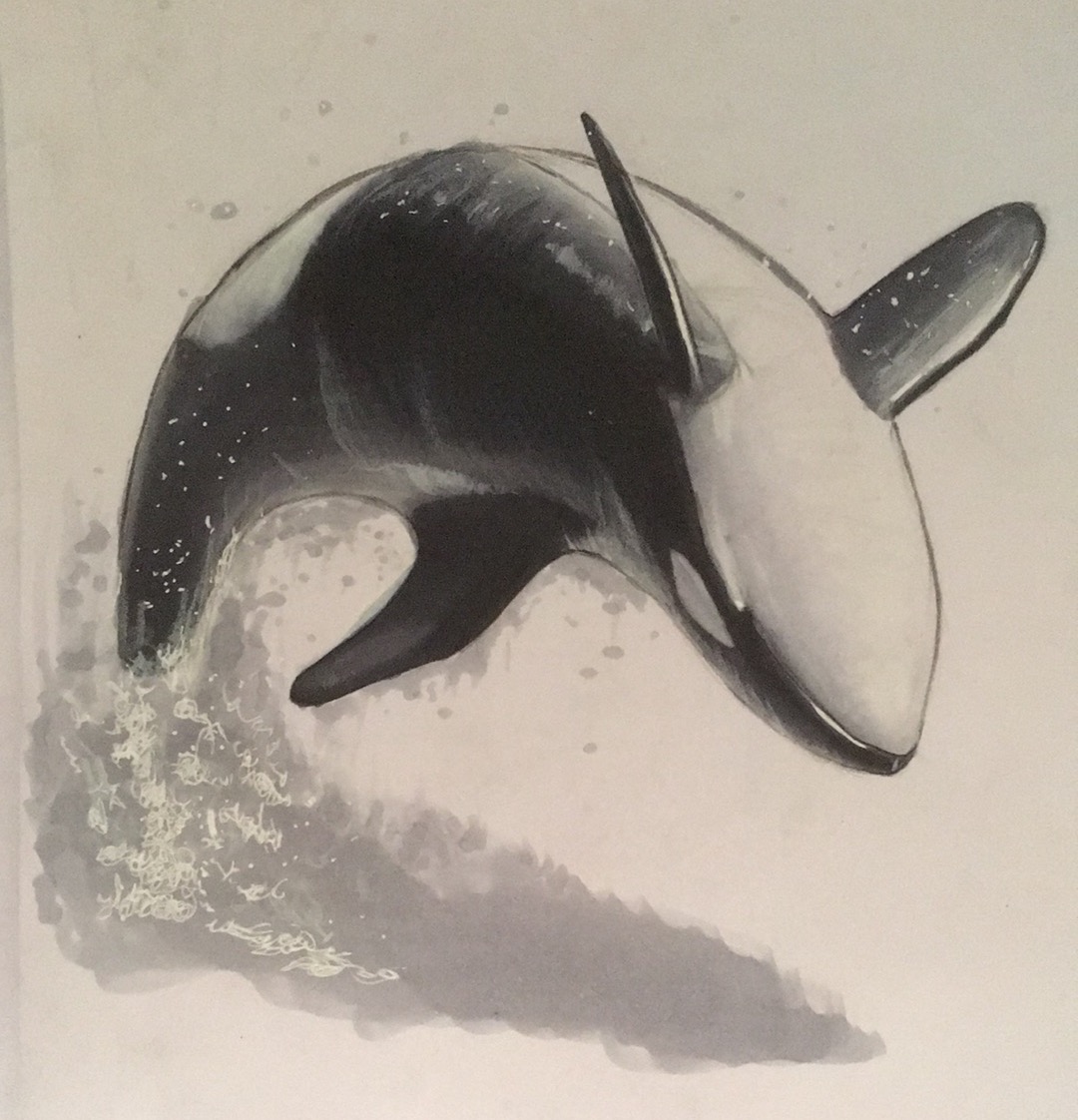 逆戟鲸照片转手绘练习