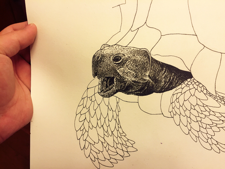 苏卡达陆龟-破墙系列|钢笔画|纯艺术|KENNWA