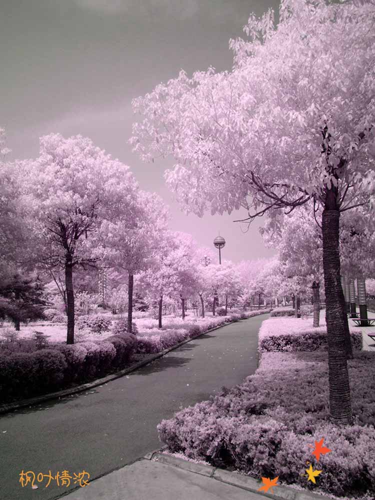 红外看兖矿|风光|摄影|枫叶情浓 - 原创设计作品