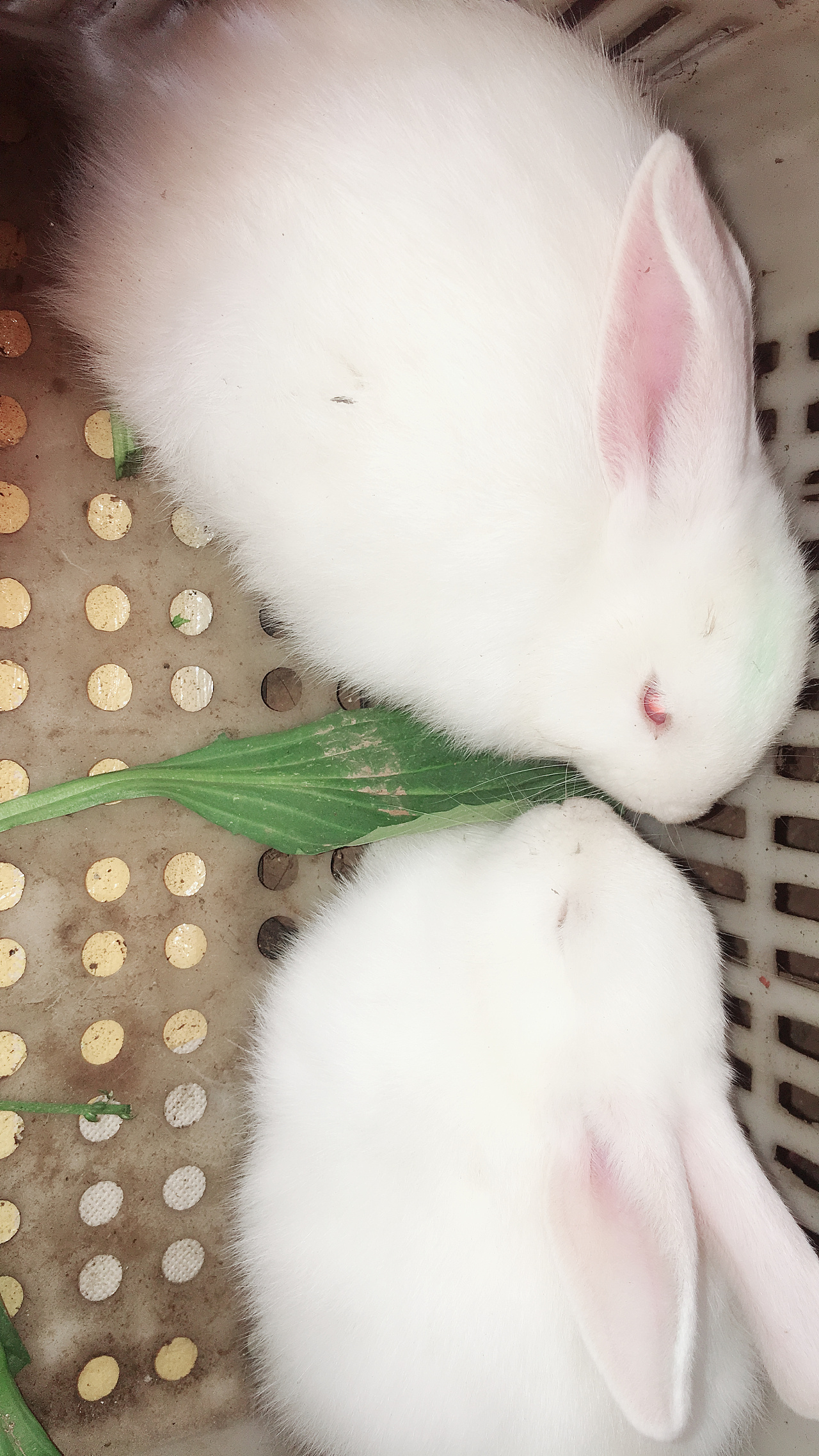 两只小兔子在吃东西.     