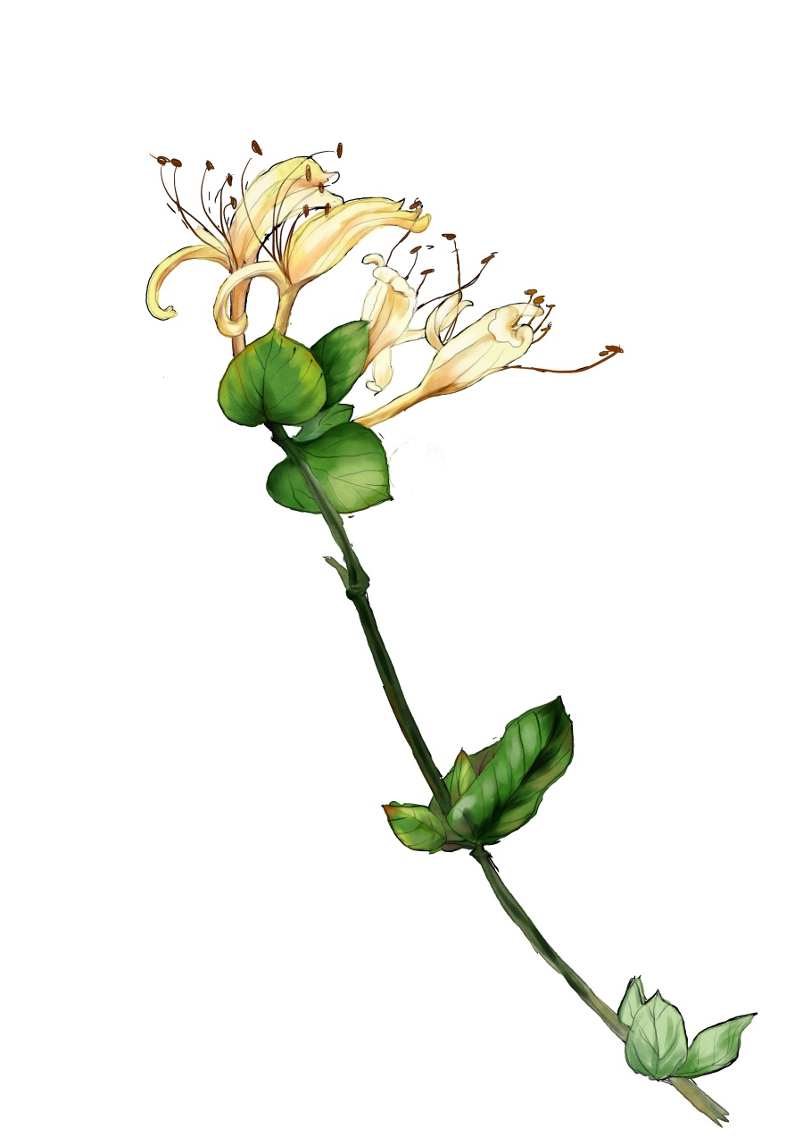 开花结什么成语_成语故事简笔画(2)