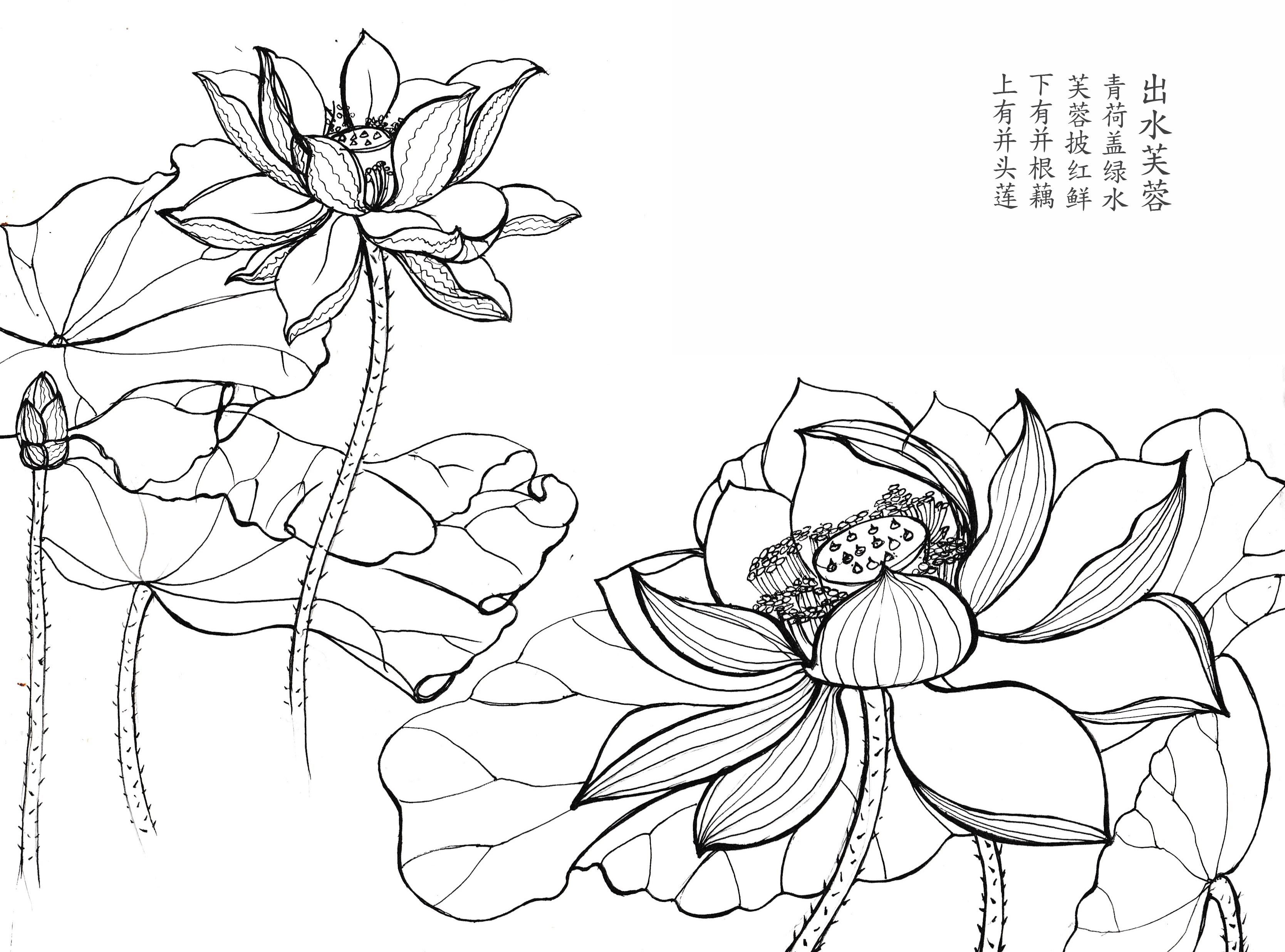 这幅荷花上的小诗是到ps里面配的,只因自己字太丑tat三通管的模具六合无绝对片