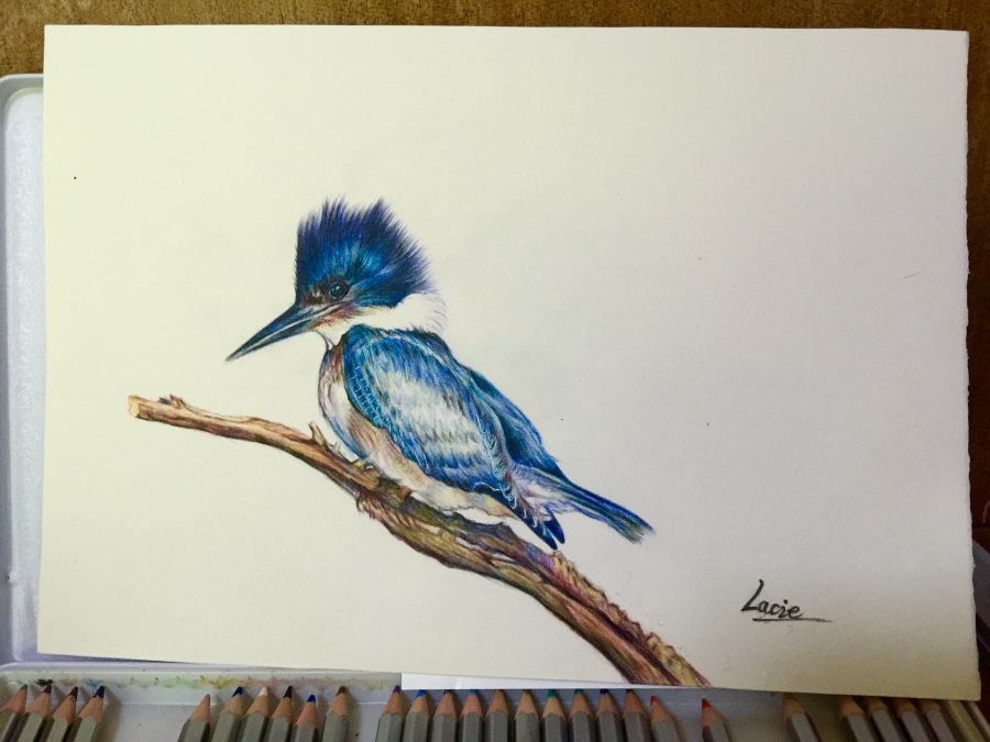 彩铅画鸟|彩铅|纯艺术|梁雨珊 - 原创设计作品 -