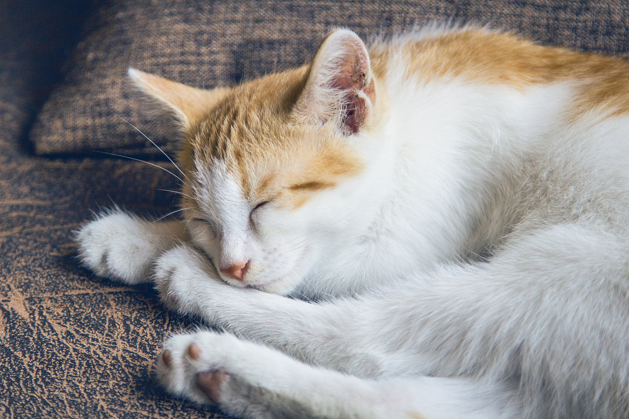 小猫咪叫什么名字好听一点 017a1c59740a34a8012193a3b92d7d.jpg@1280w_1l_2o_100sh.jpg