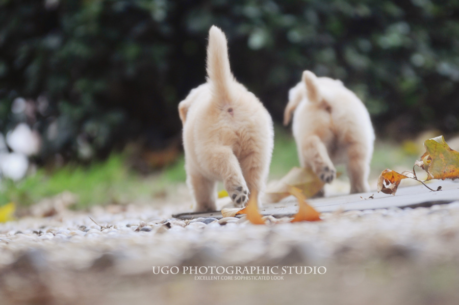 my secret friend【动物摄影师何某某个人作品5