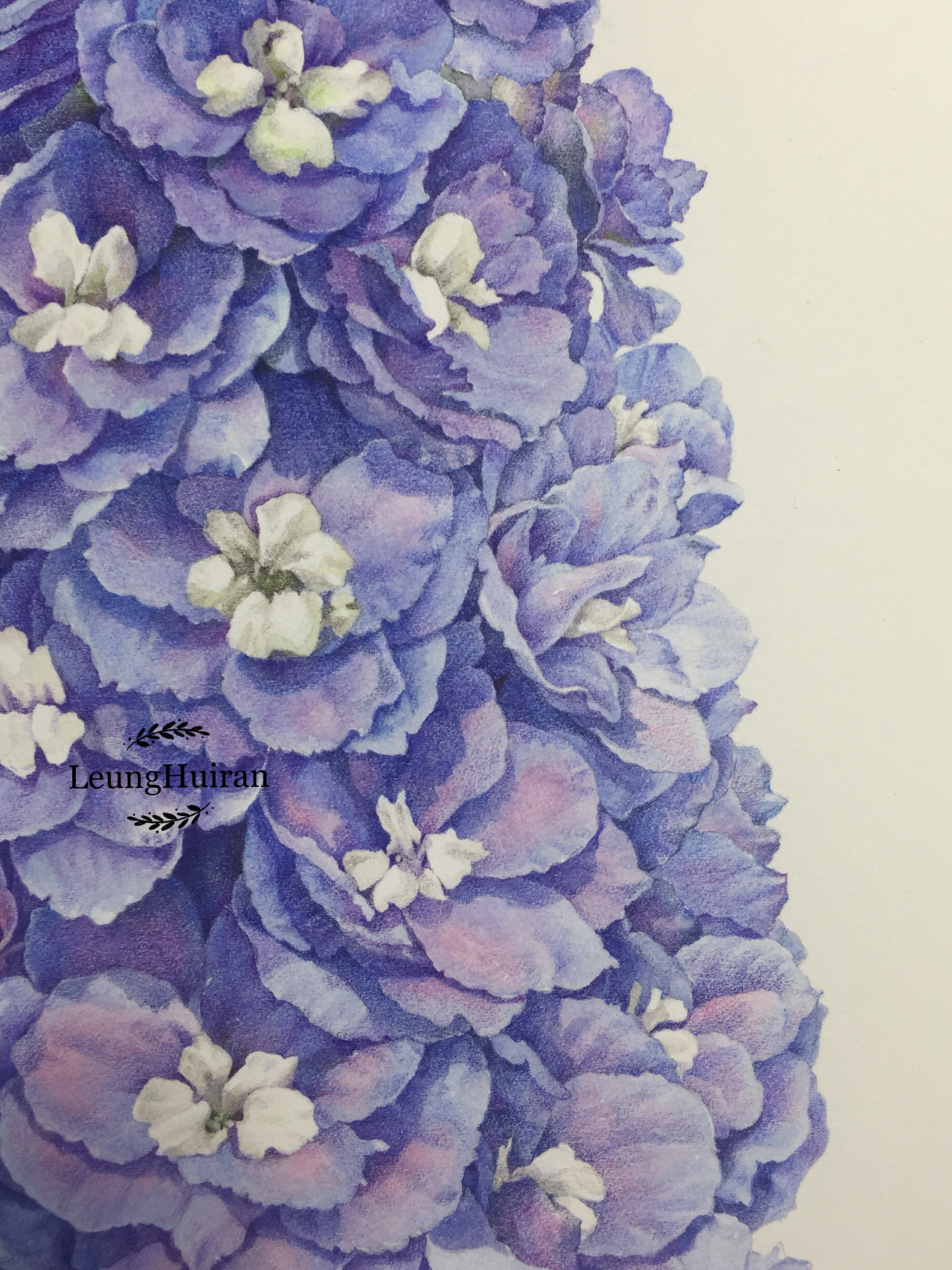 彩铅植物花卉-精微素描花卉