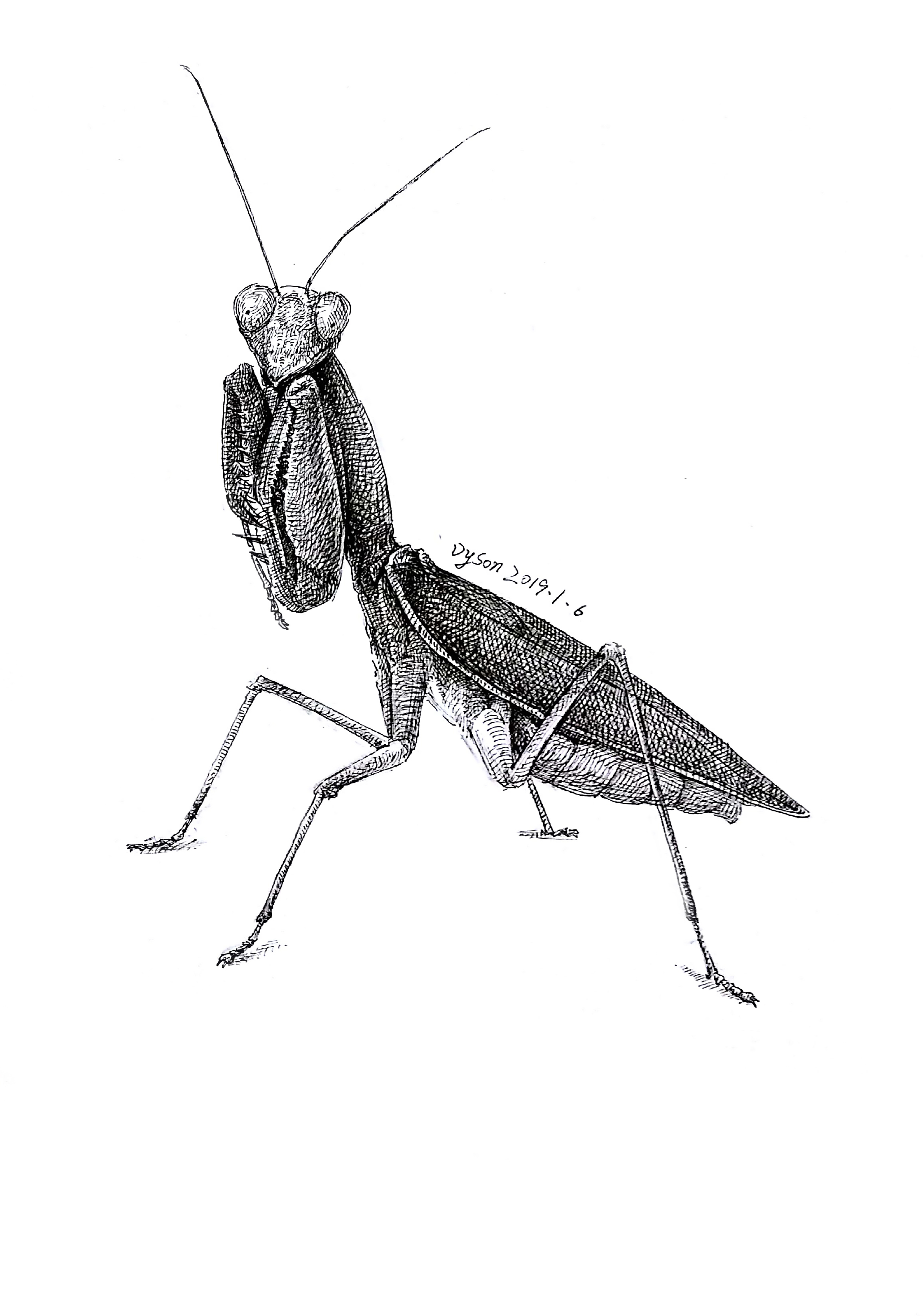 钢笔画昆虫2