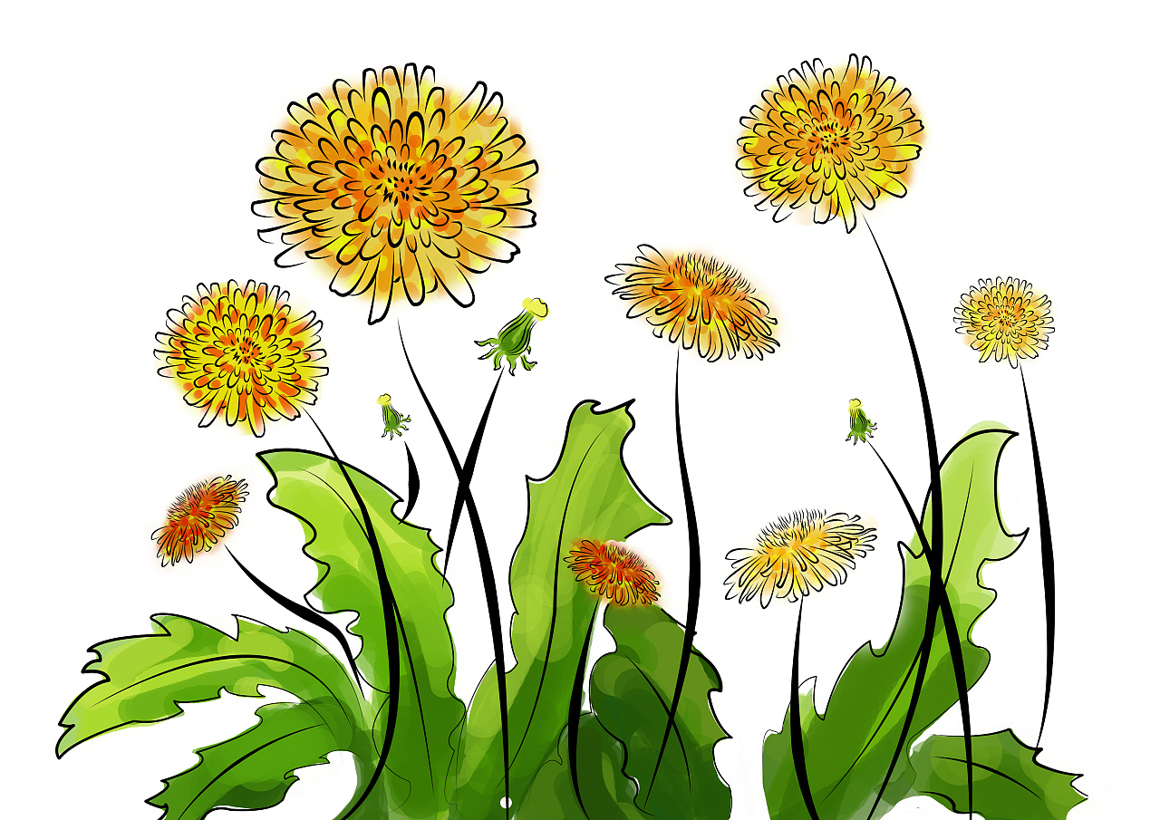 飞舞的蒲公英,它其实还有黄色的花,海草一样的叶子,板绘的蒲公英插画