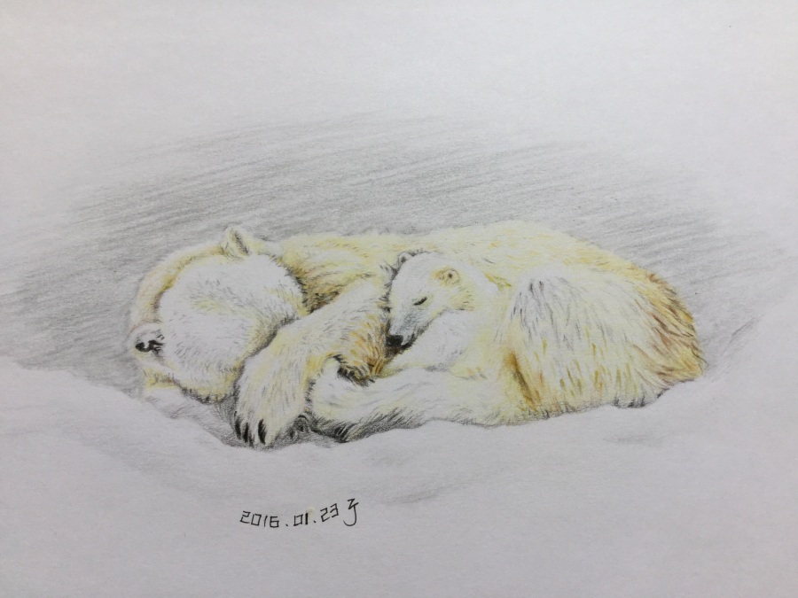 谁说北极熊白富美|绘画习作|插画|背着壳 - 原创
