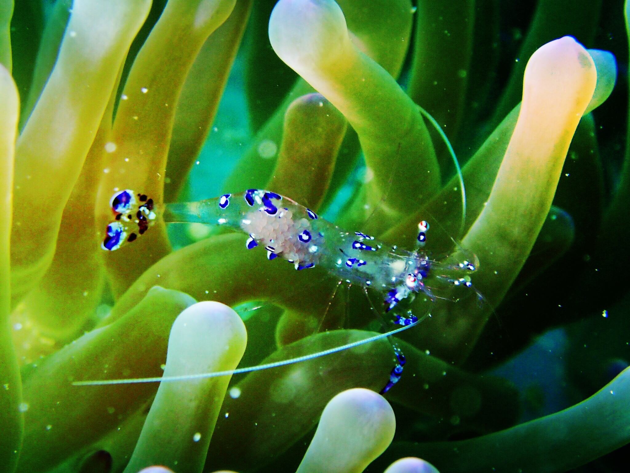 海底生物~|摄影|动物|路郁 - 原创作品 - 站酷 (ZCOOL)
