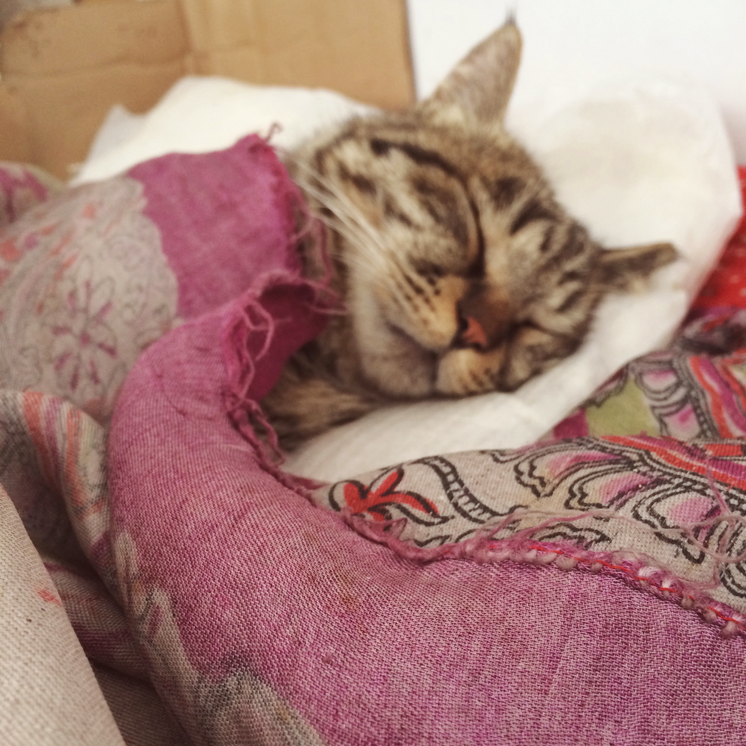 猫咪盖被子表情包