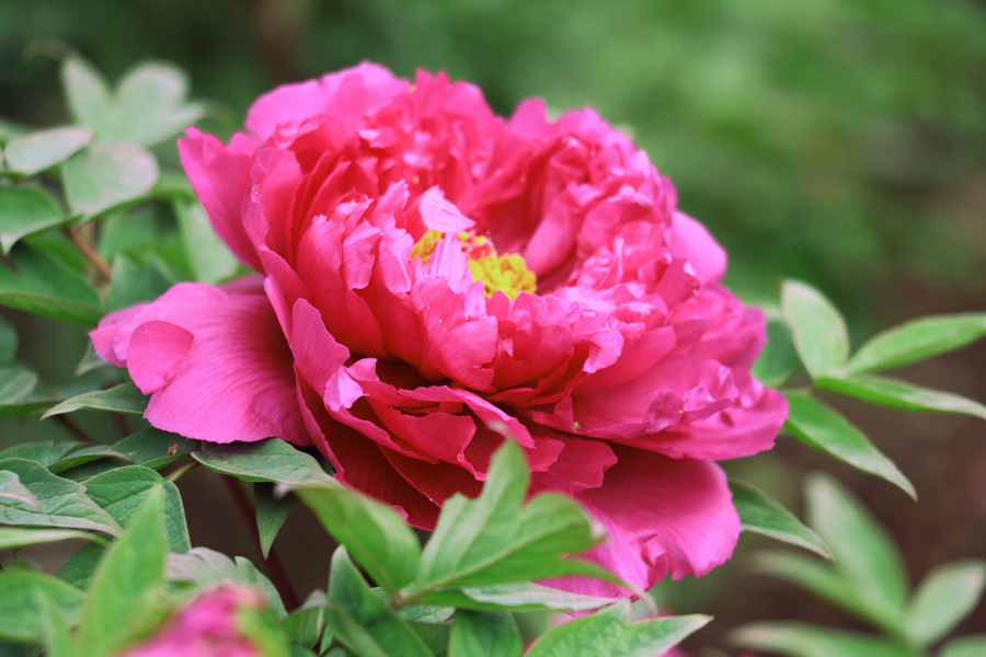 花中之王-牡丹|风光|摄影|梦影回眸 - 原创设计作品 - 站酷 (ZCOOL)