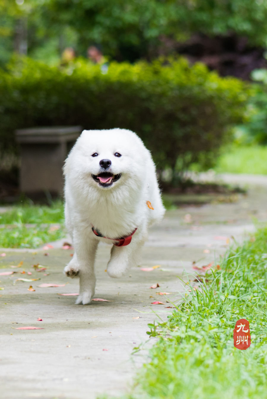 奔跑吧狗杂|宠物\/动物|摄影|九州视觉 - 原创设计