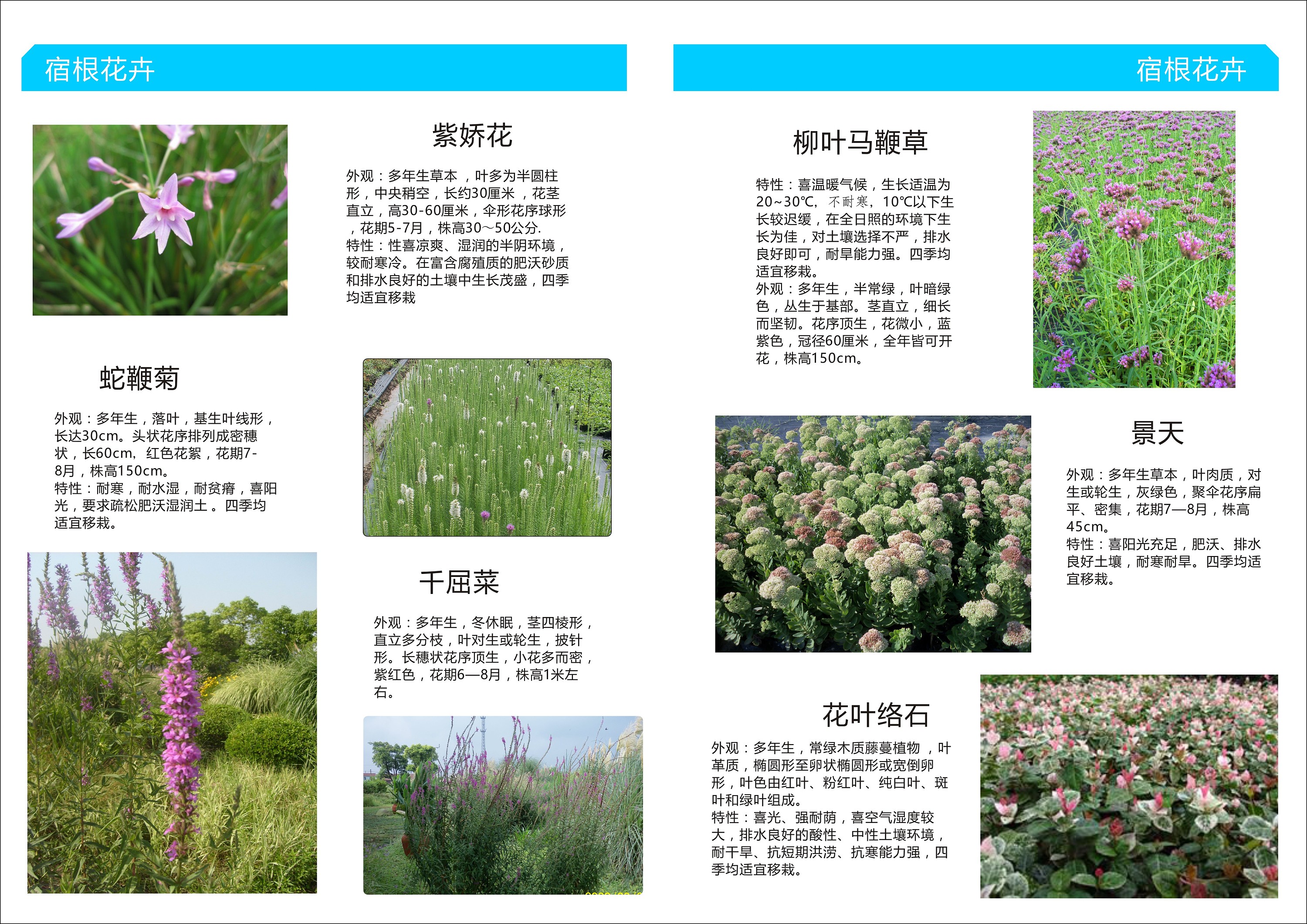 植物手册-屋顶花园植物种类手册以及介绍