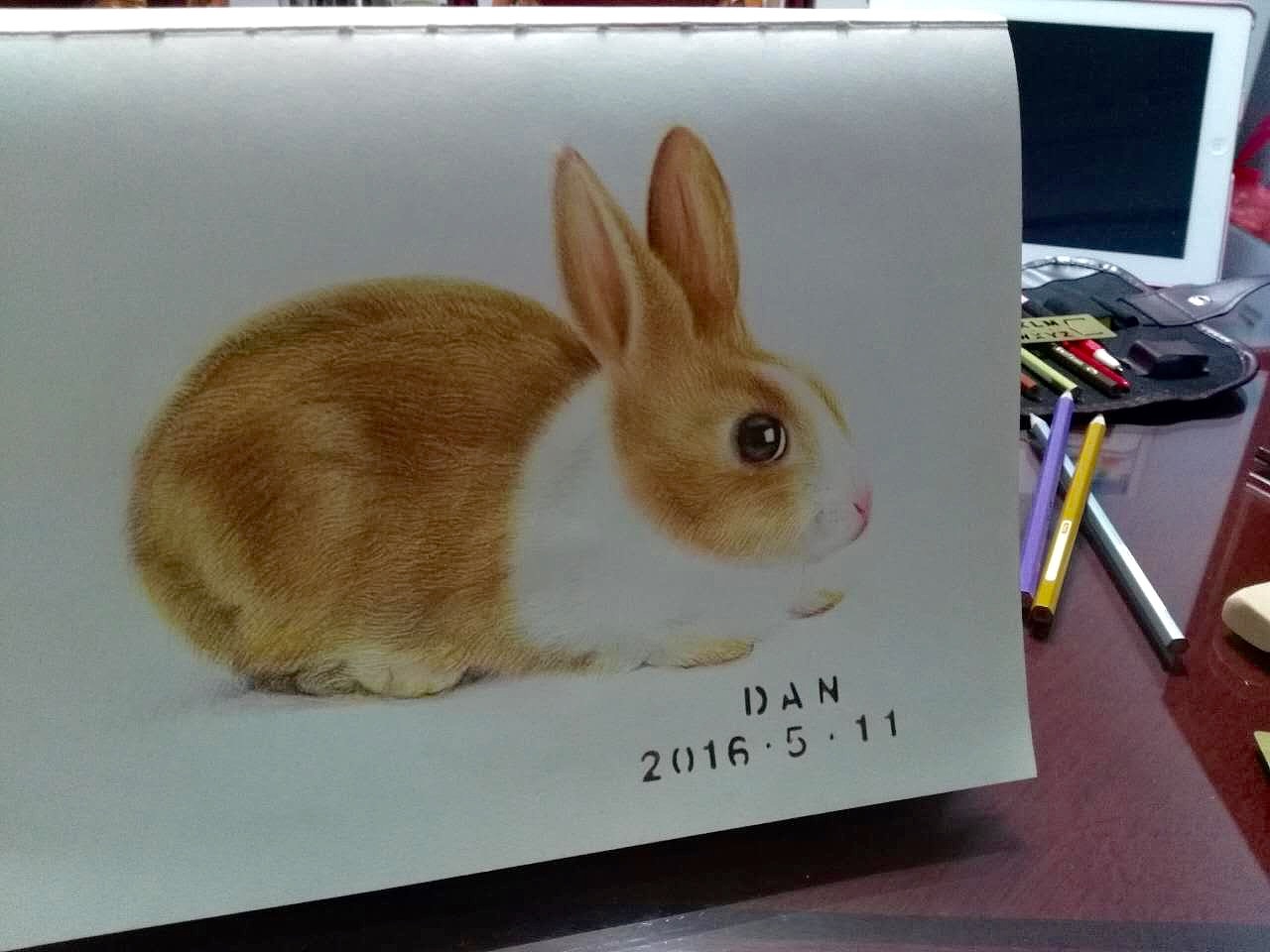 铅笔画兔子|插画|插画习作|dandanleelee - 原创