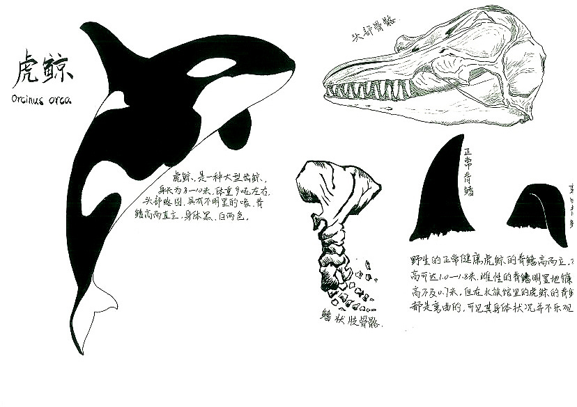 虎鲸|插画|创作习作|zebramr - 原创作品 - 站酷