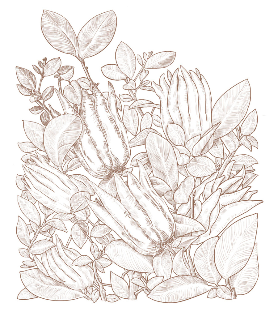 植物单色线描|商业插画|插画|鼻涕青年大宇 - 原