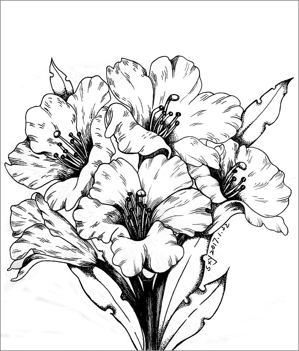 杜鹃花|插画|插画习作|shixyuan - 原创作品 - 站酷