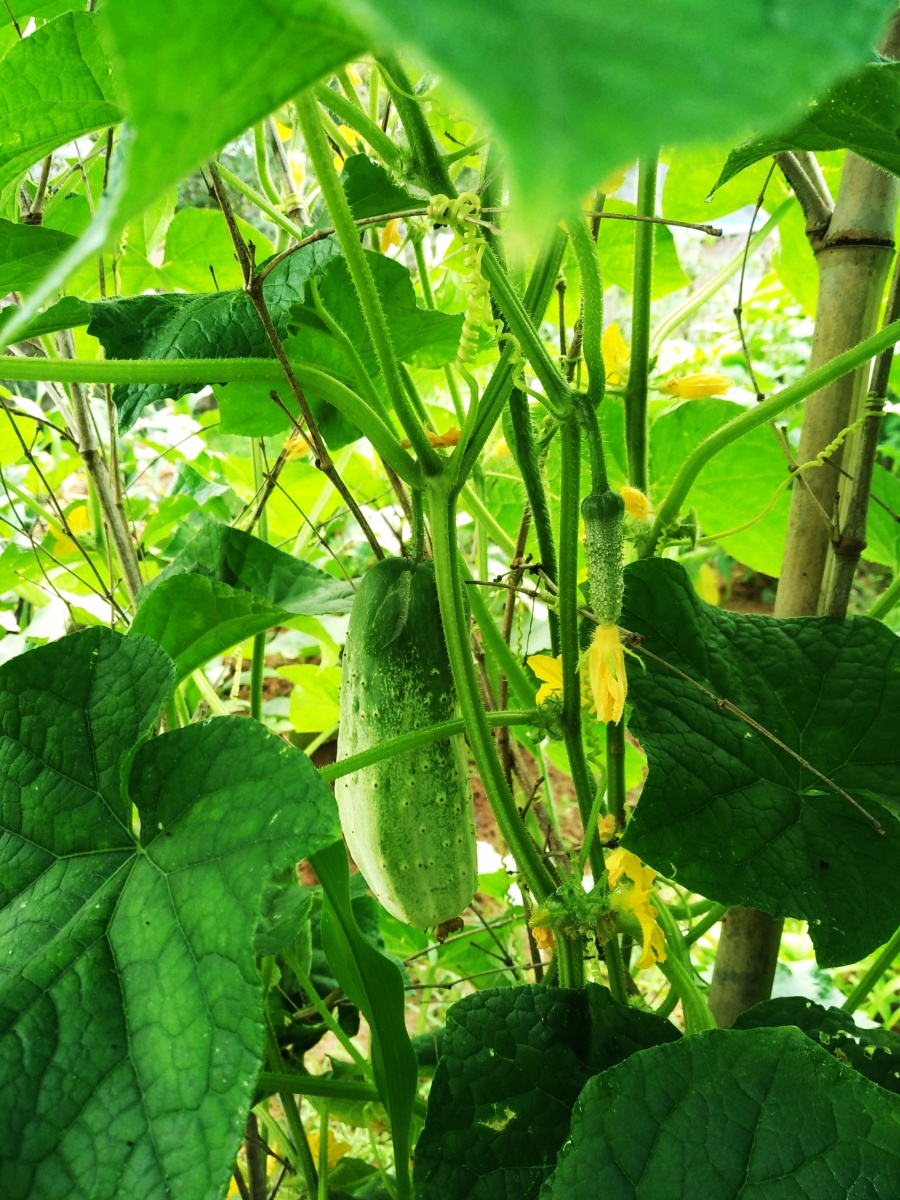 端午随拍|风光|摄影|四次元空间袋 - 原创设计作