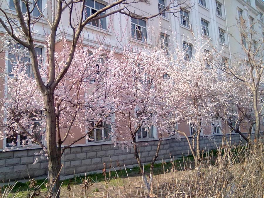 黑龙江科技学院_春|风光|摄影|zcz0426 - 原创设