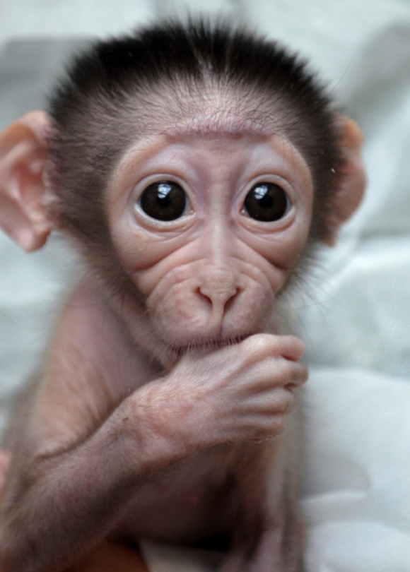 2016 来临之际 一只可爱萌猴.