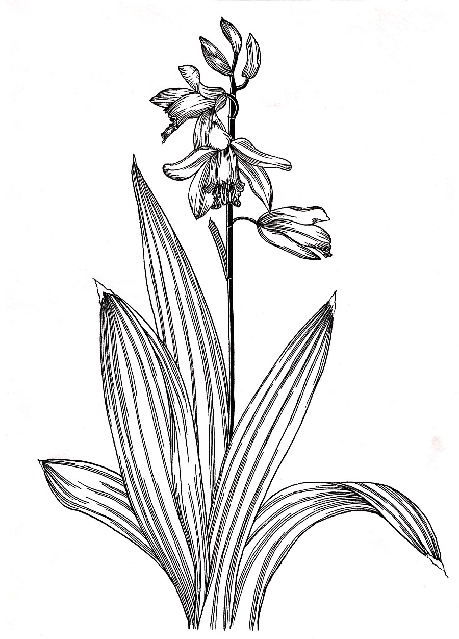 二月份的一些黑白植物线描|绘画习作|插画|地主