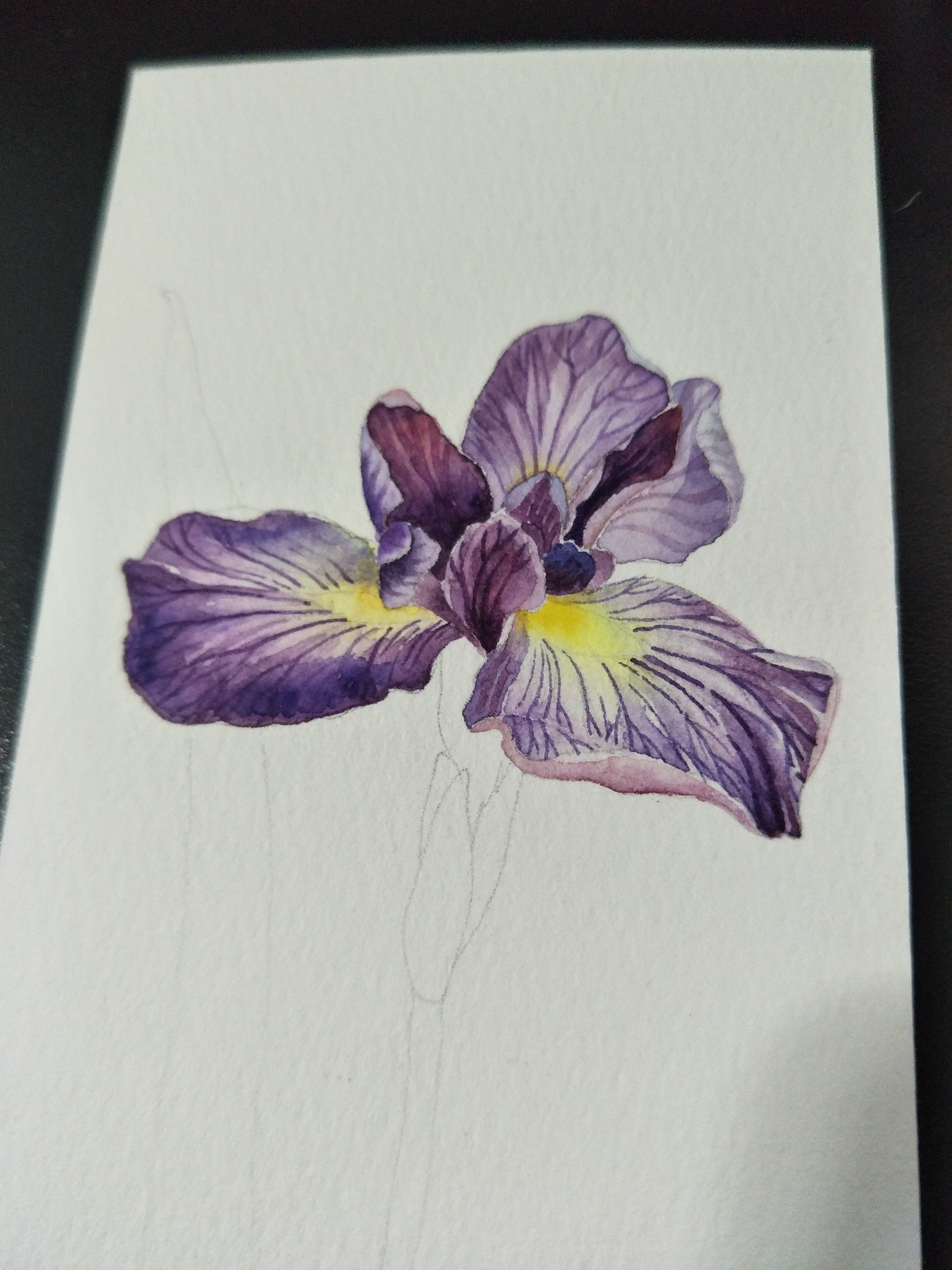 水彩画书签一枚鸢尾花◢紫