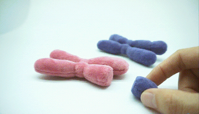 染色体毛绒布偶-biooo