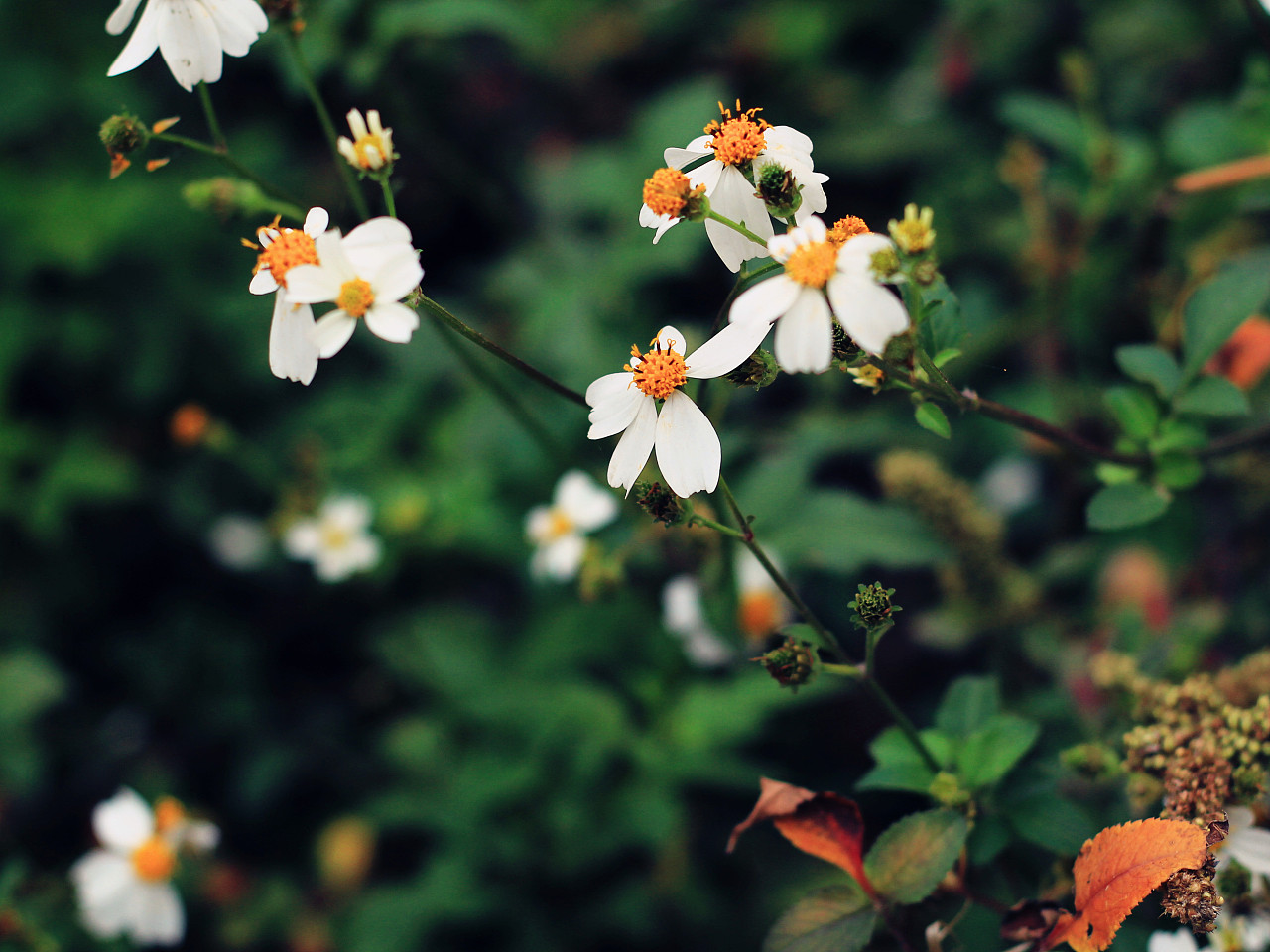 松间石上定僧寒,夜半犹溪水声急。|摄影|生态|莞